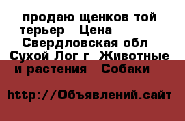 продаю щенков той-терьер › Цена ­ 7 000 - Свердловская обл., Сухой Лог г. Животные и растения » Собаки   